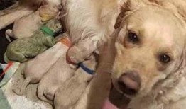 最新台湾狗崽爆料新闻报道,最新独家内幕揭露